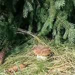 буковеньки гостинний дім та Gæstehus Bukovel