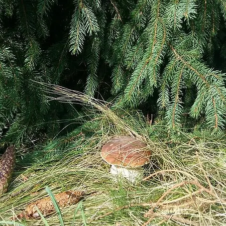 буковеньки гостинний дім та בית הארחה בוקובל